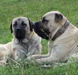 We can say that the development of the Anatolian Shepherd Dog breed took place in a natural way, ...