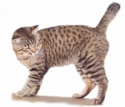 The American Bobtail quickly becomes attached to the owner and misses him very much. Therefore,  ...