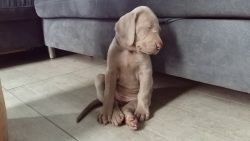 Weimaraner is a German breed of dog; the place of origin of these cops is the city of Weimar, wh ...