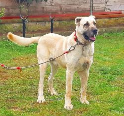 The dog came to England thanks to the archaeologist Charmian Hussey – he brought several i ...