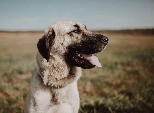 The Anatolian Shepherd Dog is highly regarded in Australia where it appeared in 1985 and today i ...