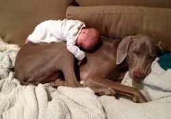 Weimaraner demands attention and affection. If for some reason the dog is not given enough time, ...