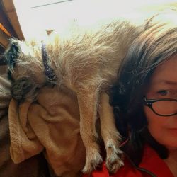 Border breeders tried to maximize the development of the following qualities in dogs: small phys ...