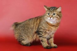 The American Bobtail is a very clean animal, so bathing is often not recommended. Regularly exam ...