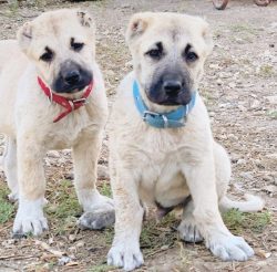 Now there is a lively debate as to whether the Anatolian Shepherd Dog is an independent breed, o ...