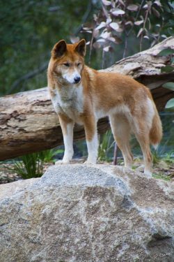 Dingo is a feral domestic dog living in Australia. 