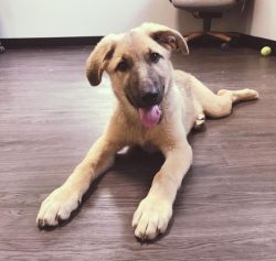 The Anatolian Shepherd Dog is a large dog with a muscular build. They have long, strong legs, a  ...