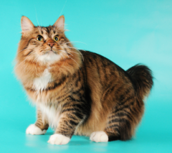 Caring for an American Bobtail is easy, the main thing is to choose a balanced diet.