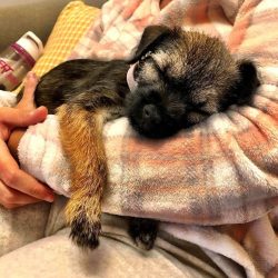 Terriers are more popular in America, less popular in European countries. On the territory of th ...