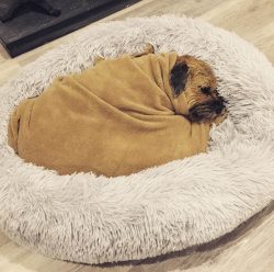 The Border Terrier has a robust build. Despite his small size, he is strong and muscular.
