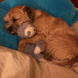 The weight of adult Borders Terriers is 5-7 kg, height is about 26-28 cm.