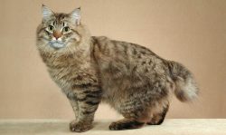 In the arsenal of American Bobtails, in addition to meowing, there are many sounds with which th ...