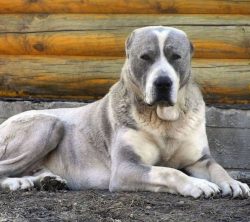 The Anatolian Shepherd Dog’s tail is fluffy, usually not docked. With a weight of about 60 ...