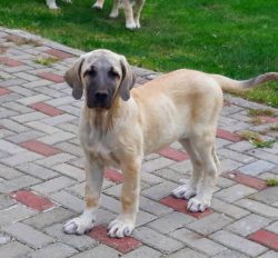 The Anatolian Shepherd dog has tremendous endurance and strength, and not only external but also ...