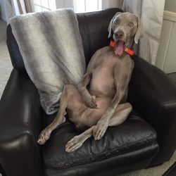 Representatives of the breed love training, they are curious and will always be happy to learn n ...