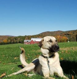 Anatolian Shepherd is not recommended for inexperienced owners or people of a timid disposition. ...