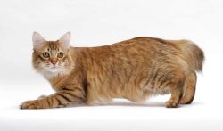 The “ancestor” of the American Bobtail was a stray Tabby kitten with a short tail, t ...