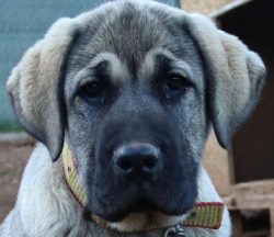 Anatolian Shepherd will, in any case, maintain its own independence – they keep a certain  ...