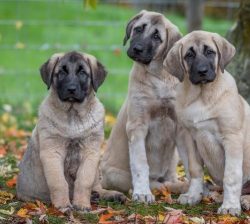 The Anatolian Shepherd’s keen intellect allows them to perfectly understand the owner and  ...