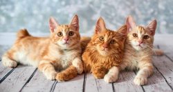 A feature of the American Bobtail breed can be considered late maturity – cats reach matur ...