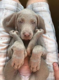 Weimaraner belongs to the cops, hunting dogs. This means that for a full life, he needs many hou ...