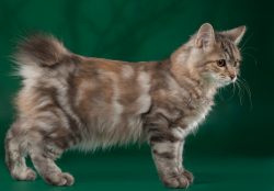 The American Bobtail representatives have excellent health, without genetic diseases.