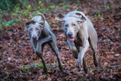 Still, a truly happy Weimaraner will be in a private house. But he cannot live on a leash or in  ...