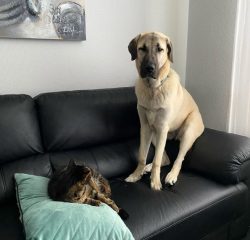The Anatolian Shepherd Dog is an excellent guard who can easily stop a large person on the run,  ...