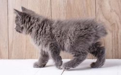The American Bobtail is the real pride of its owners! This is not only an incredibly beautiful p ...