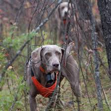 The birthplace of the Weimaraner is Germany. Some indigenous people of Weimar call this dog noth ...