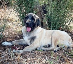 This breed loves walks, and generally loves to spend time outdoors, loves activity and games, ne ...