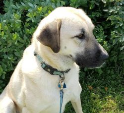 The ideal place to keep the Anatolian Shepherd is a private house with a courtyard, also because ...