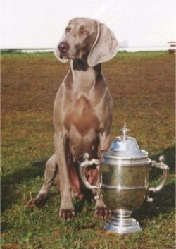 Initially, the Weimaraner belonged to the hunting dog breeds and did an excellent job with his d ...