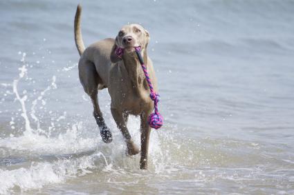 The Weimaraner is a dog of medium and above-average height, regular, proportional build, with be ...