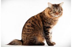 An American Bobtail will always support you in difficult times with a soothing purring.
