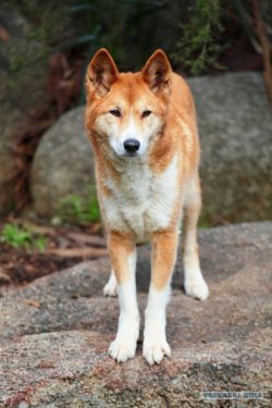 The tail is well developed and widens to the middle of the length and then tapers towards the en ...