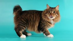 Fluffy American Bobtails are very similar to Maine Coons, but they are easy to recognize by thei ...