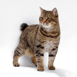 American Bobtails are large cats. Their weight can reach 9 kg. Their physique is strong, stocky, ...
