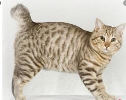 The head of the American Bobtail is wide, round in shape, and the cheeks are full and round. The ...