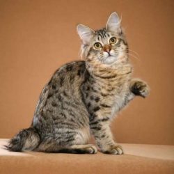 The ears of the American Bobtail are medium in size, wide apart, tassels are encouraged. The tai ...