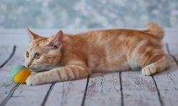 The coat of the American Bobtail is thick, dense, with an abundant undercoat, rather coarse, sli ...