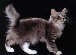 The American Bobtail is an ideal pet for those who prefer a quiet lifestyle, love comfort, and m ...