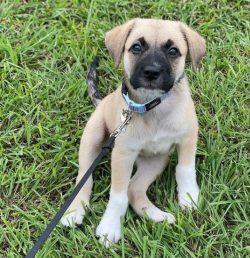 The Anatolian shepherd dog is considered one of the oldest breeds that live in Asia Minor. This  ...