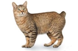 Feline independence and isolation are alien to American Bobtails. After all, the main qualities  ...