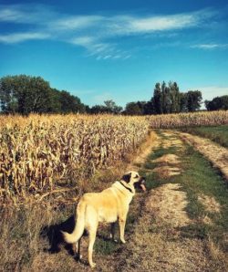 The Anatolian Shepherd Dog quickly enough adapts to new living conditions. For this animal, work ...