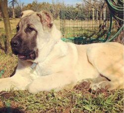 For the Anatolian Shepherd Dog, it will be a pleasure to watch and protect the flock of sheep, g ...