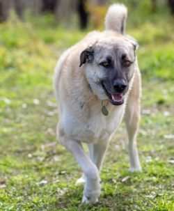 Buying such a dog for yourself, you get much more than a pet. He will become your loyal friend,  ...