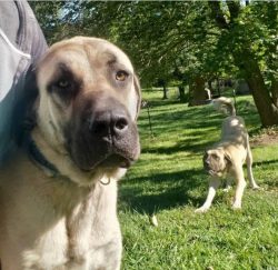The history of this large-bred dog goes back centuries. Turkey is rightfully considered the home ...