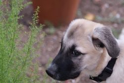 Its name is the Anatolian Shepherd Dog, the dog won due to the fact that a large number of indiv ...