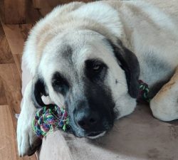 Determination, perseverance, and temperament allow the Anatolian Shepherd Dog while guarding you ...
